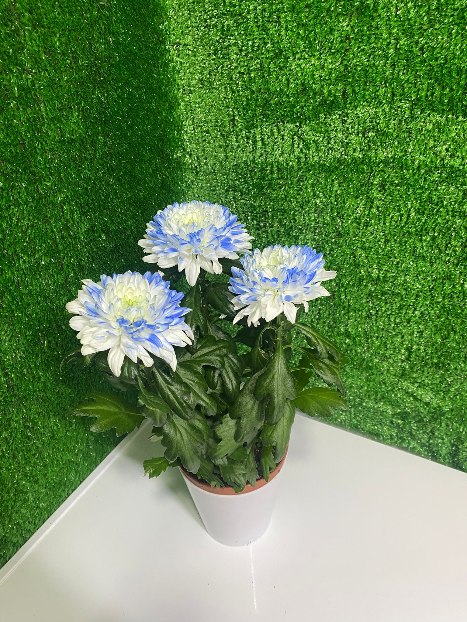 Mavi Beyaz Krizantem  (Saksı Çiçeği)